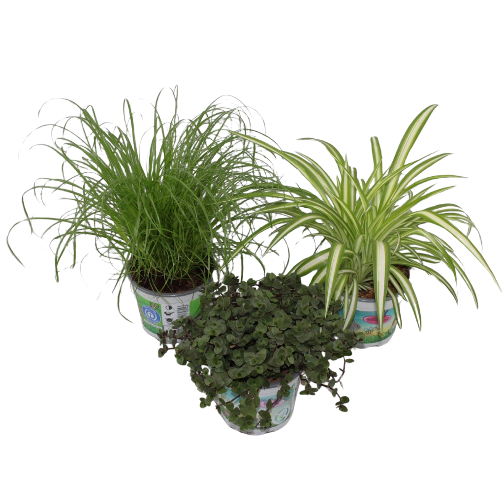 Pet mix 3 soorten bedrukte pot, D 12