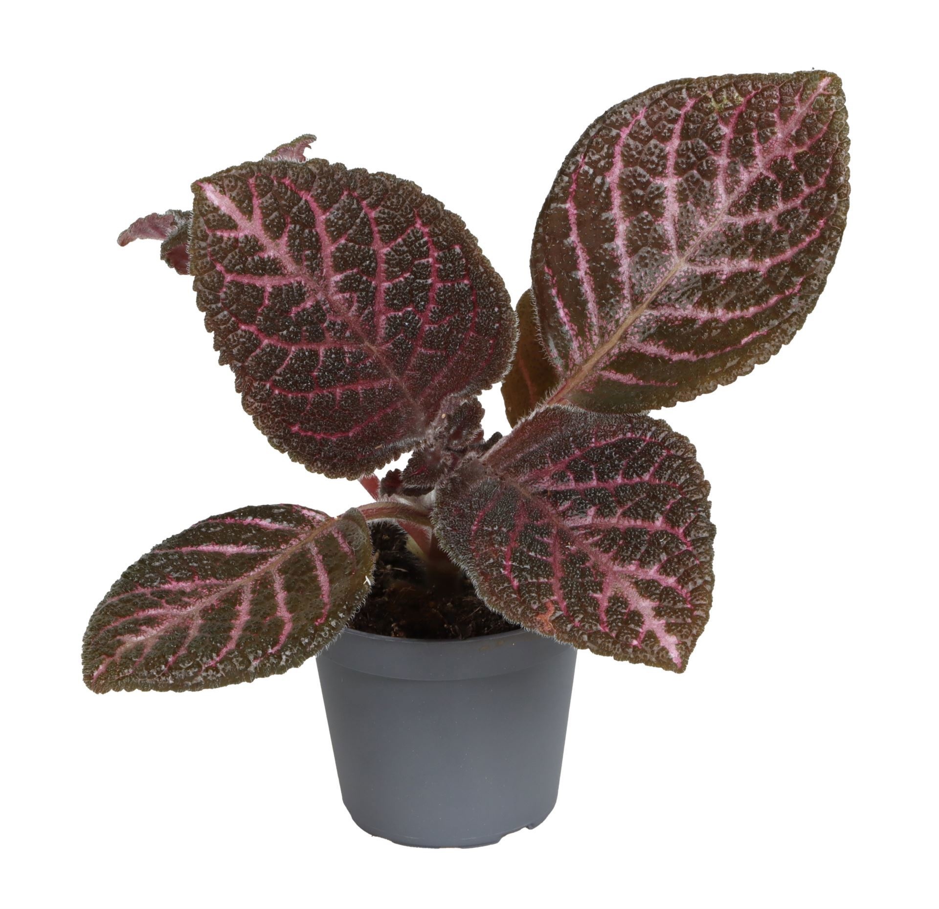 Episcia Copper 6 cm, D 6 cm
