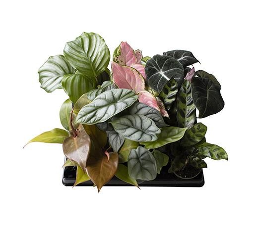 GREEN MIX 'EXCLUSIVE', D 6 cm