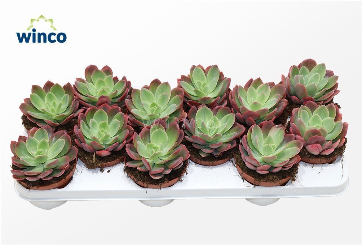 Echeveria Luella (red), D 10,5