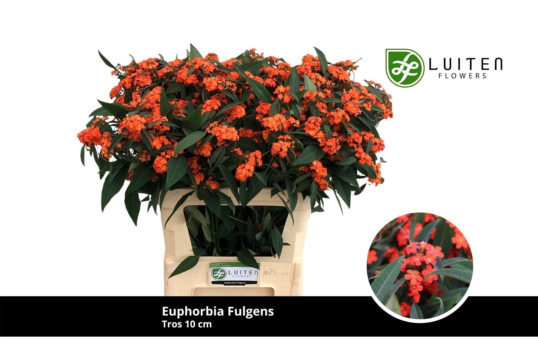 Эуфорбия куст. Квин Оф Оранж 75, шт.