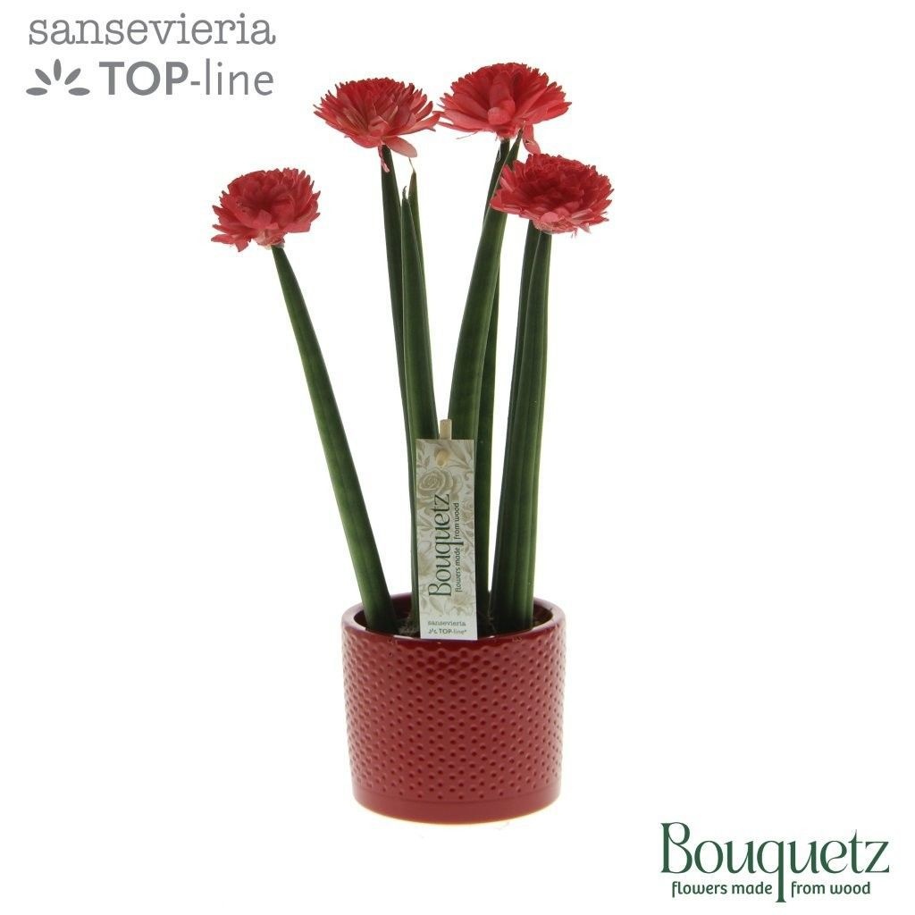 Sansevieria TOP-line Bouquetz Red in Dots keramiek, D 8,5