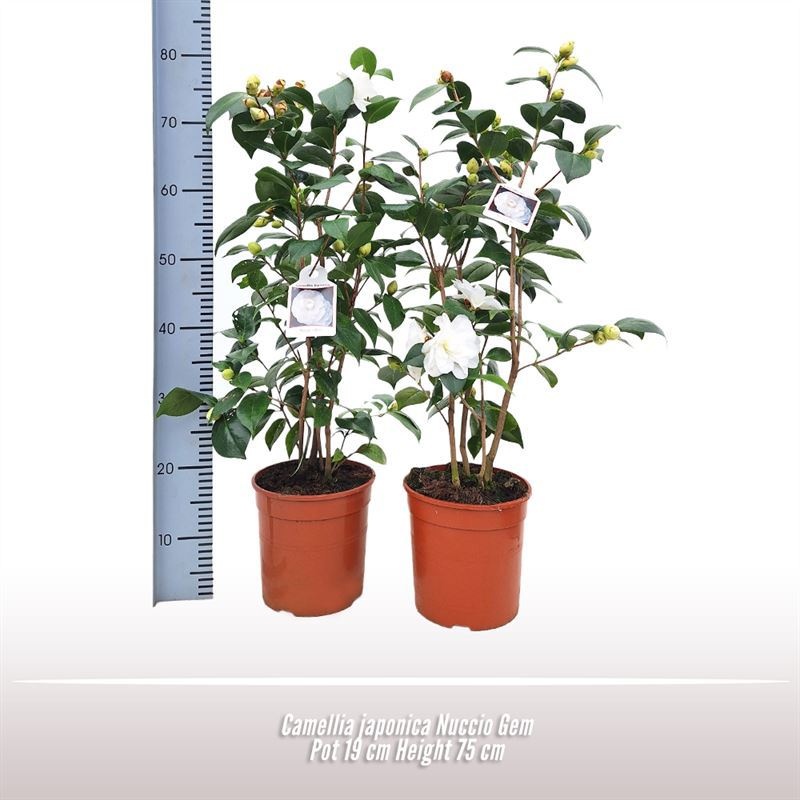 Camellia japonica Nuccio Gem, D 19