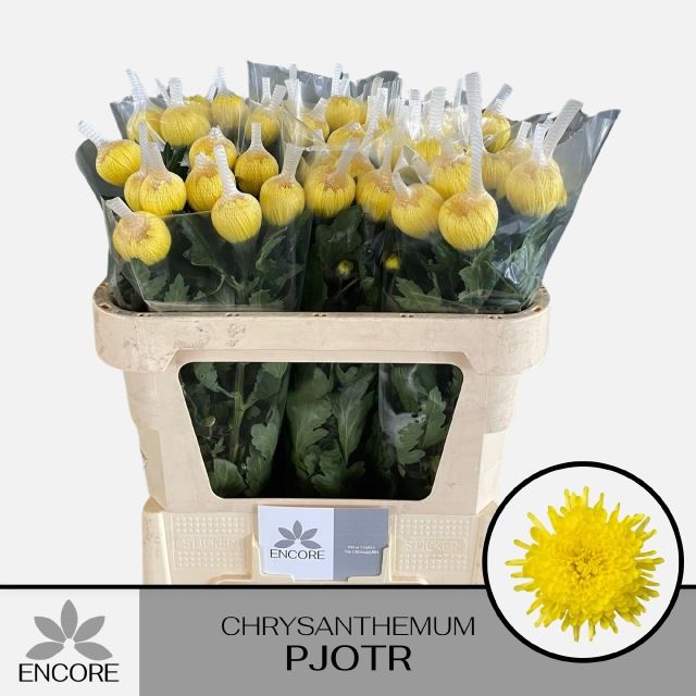 Хризантема од. Петр 70, шт.