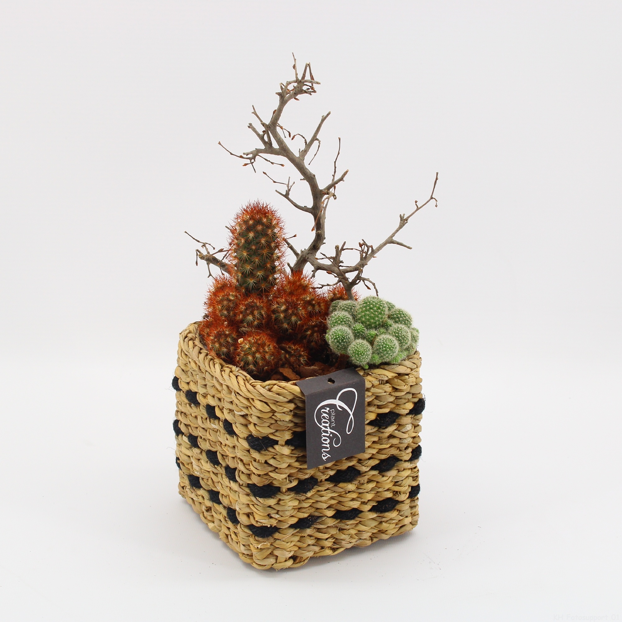 CTCR-2615 Cactus Essentials, D 12