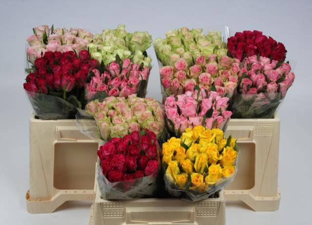 Роза од. KL Микс в баке 35, шт.