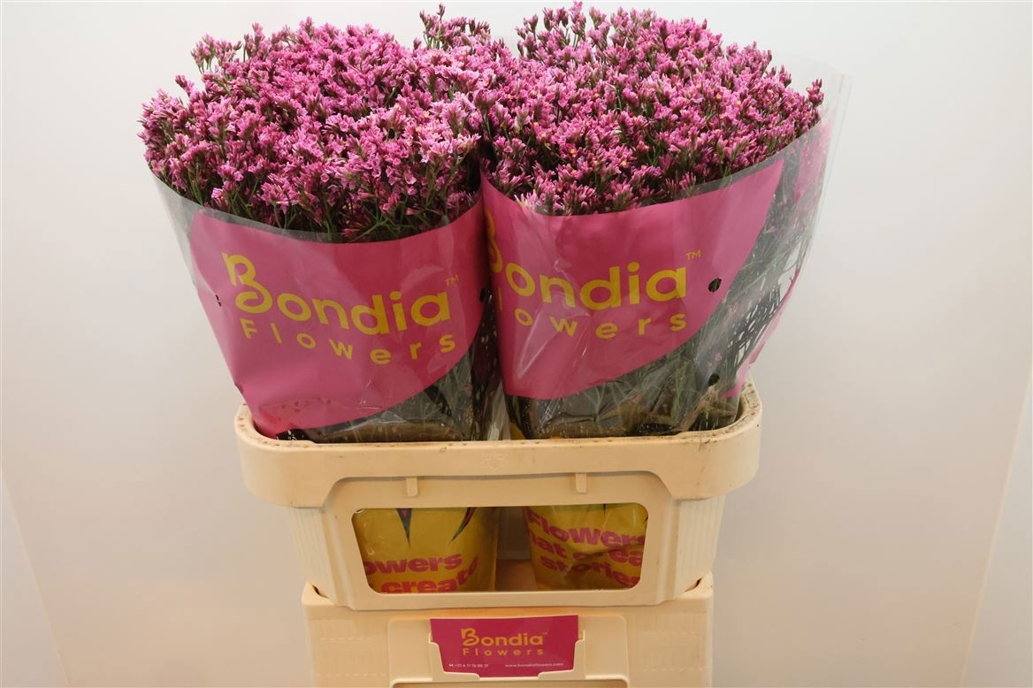 Лимониум Тифани Даймонд 80, шт.