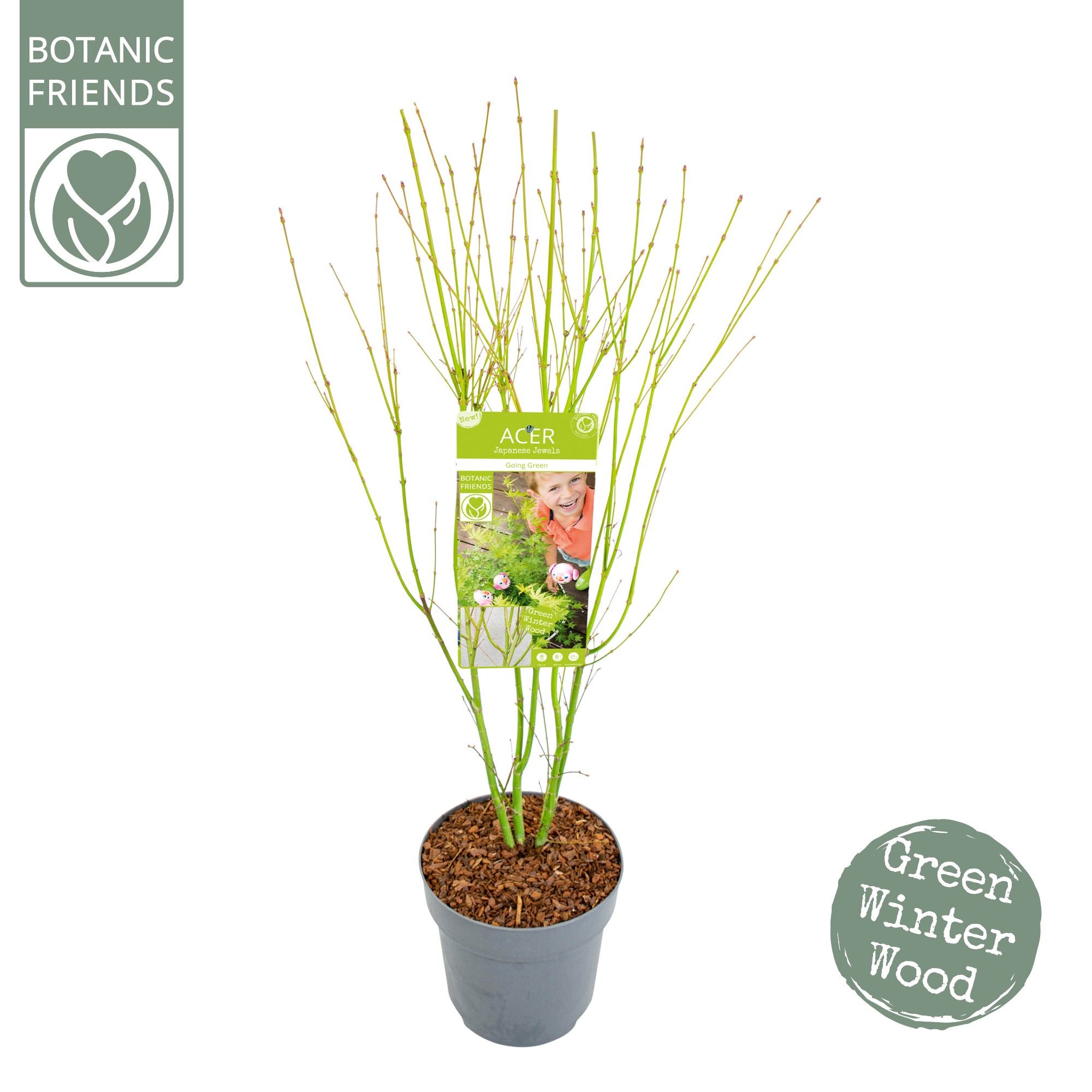 Acer palm. 'Going Green'®, D 24