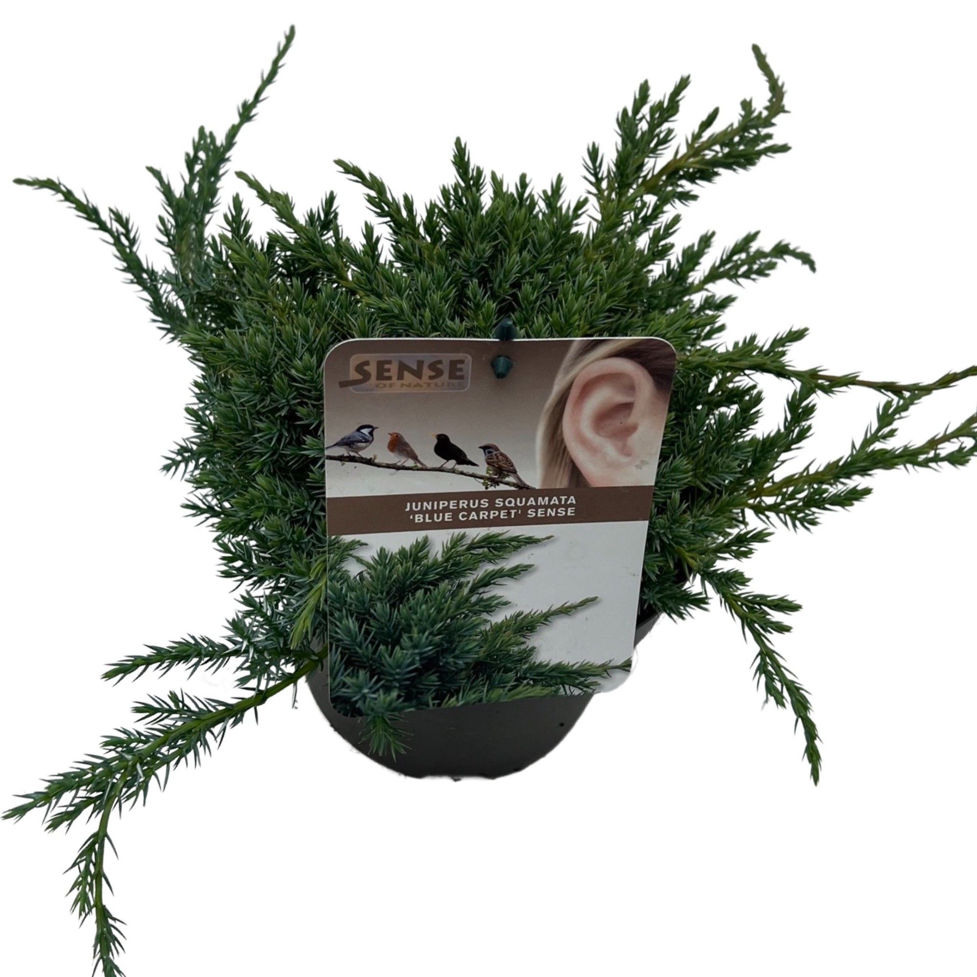 Juniperus squa. 'Blue Carpet' sense, D 17