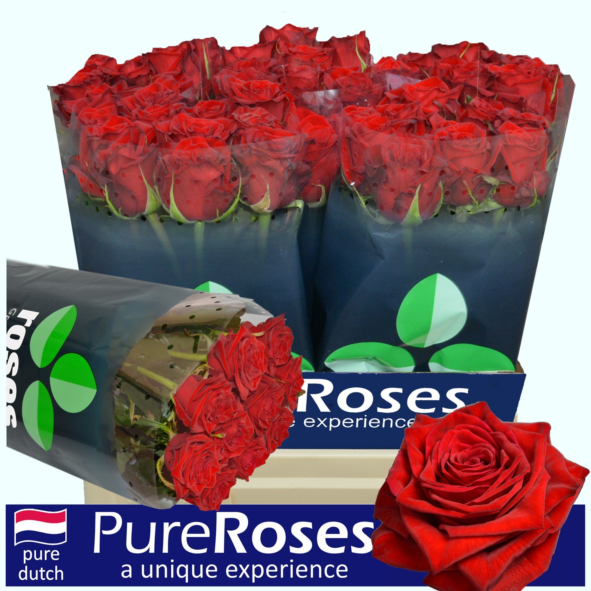 Роза од. Тестаросса 60, шт.