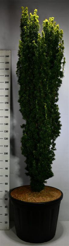 Taxus b. 'Fastigiata Aurea', D 65