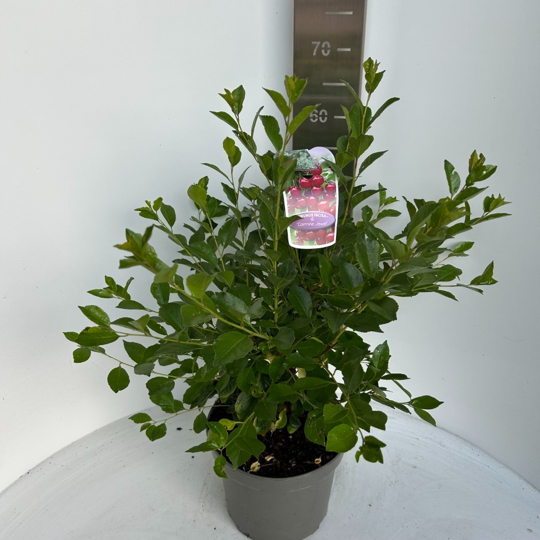 Prunus cerasus Carmine Jewel, D 23 cm