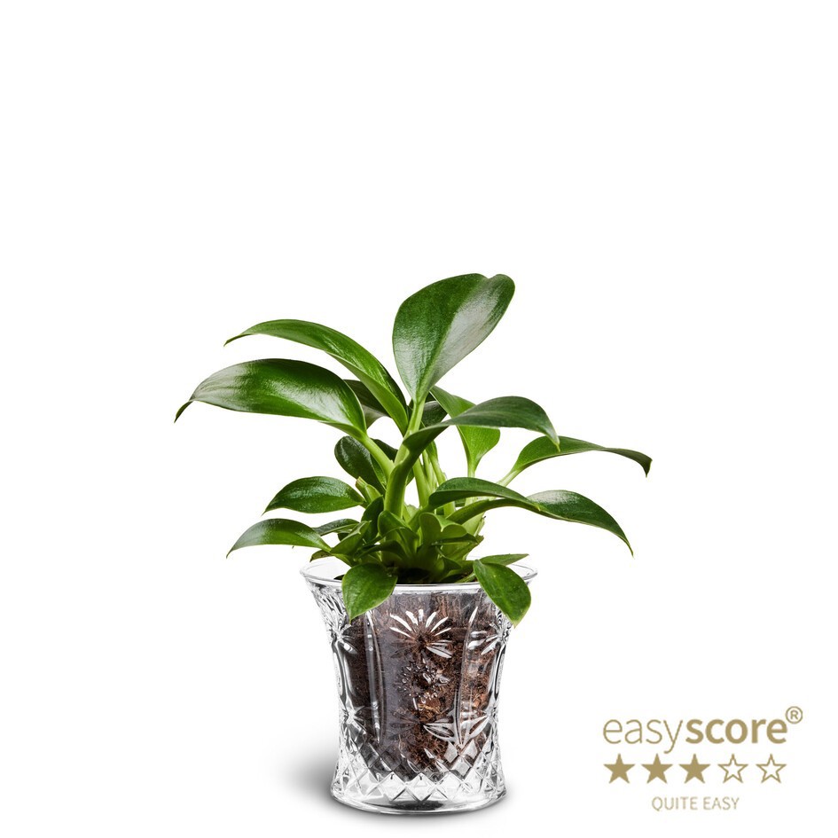 PHILODENDRON ERUBESCENS 40625017 Crystal 'GREEN PRINCESS', D 6 cm PHILODENDRON ERUBESCENS 40625017 Crystal 'GREEN PRINCESS', D 6 cm