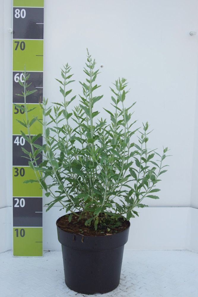 Perovskia atriplicifolia 'Little Spire' C 4,6, D 23 cm