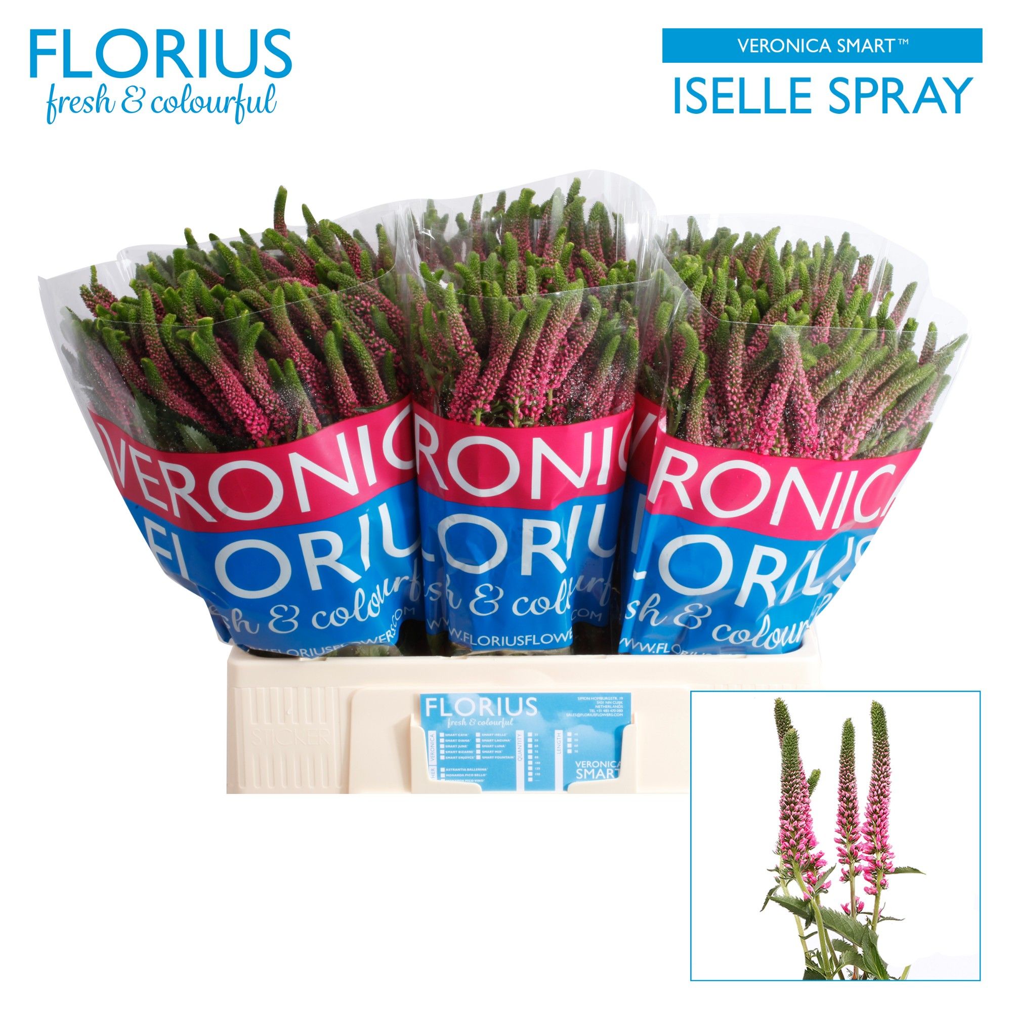 Вероника Смарт Изель 60, шт.