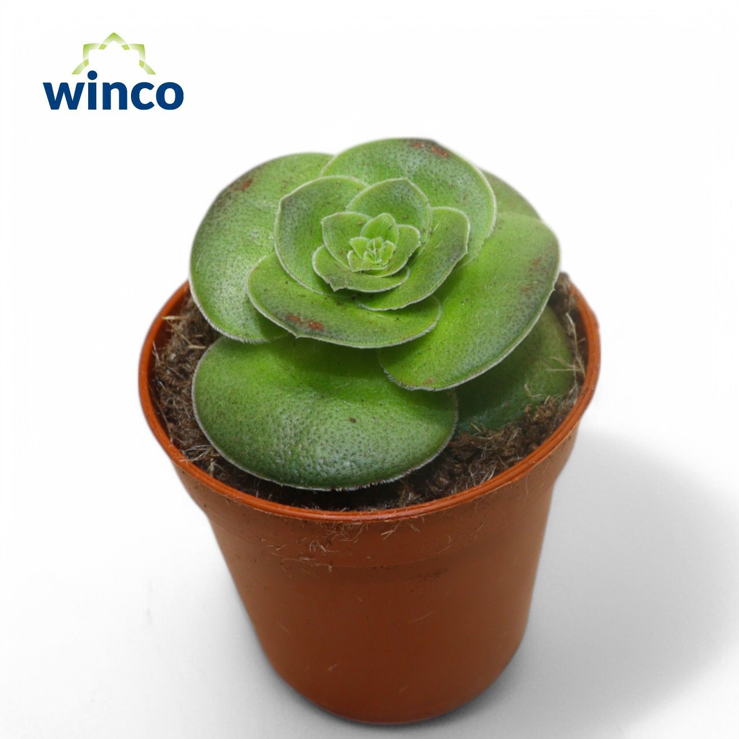 Crassula Capitella Turrita, D 5,5