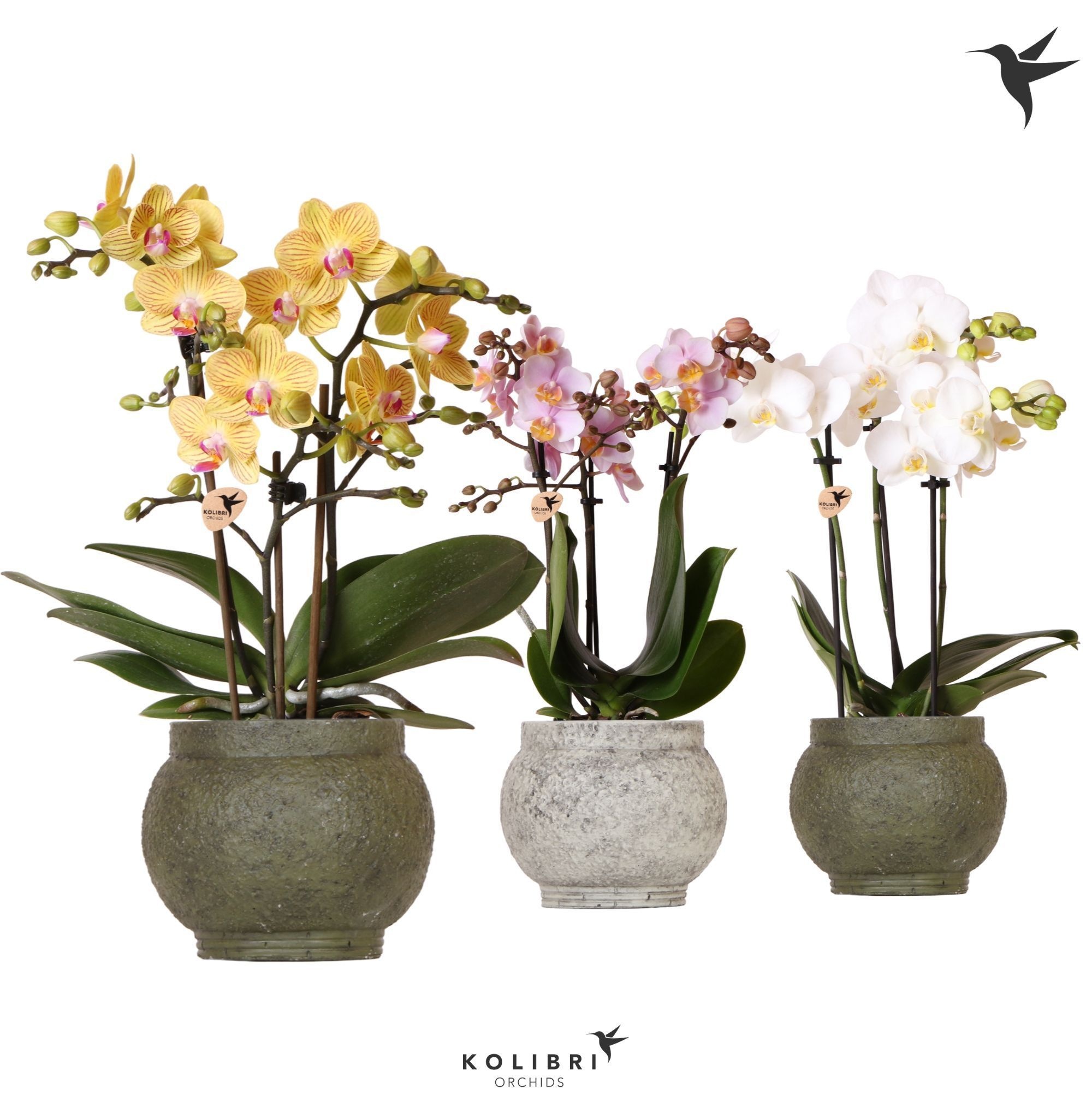 Kolibri Orchids Phalaenopsis mix 3 spike in Ancient pot green, D 9