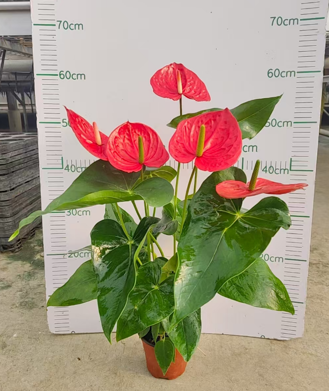 Антуриум Гомер 12 40