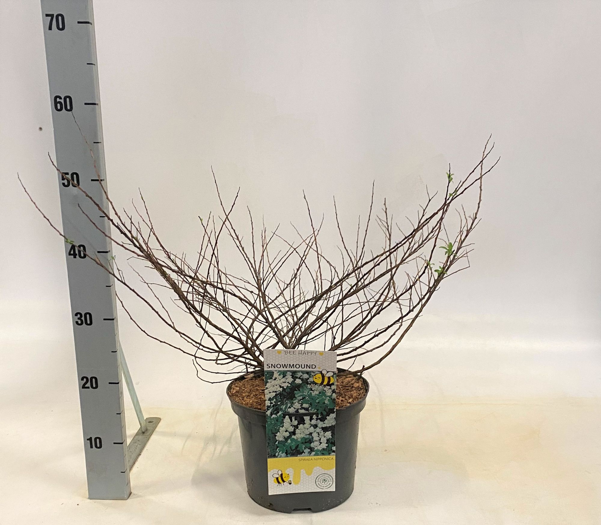 Spiraea nipponica Snowmound, D 23 cm