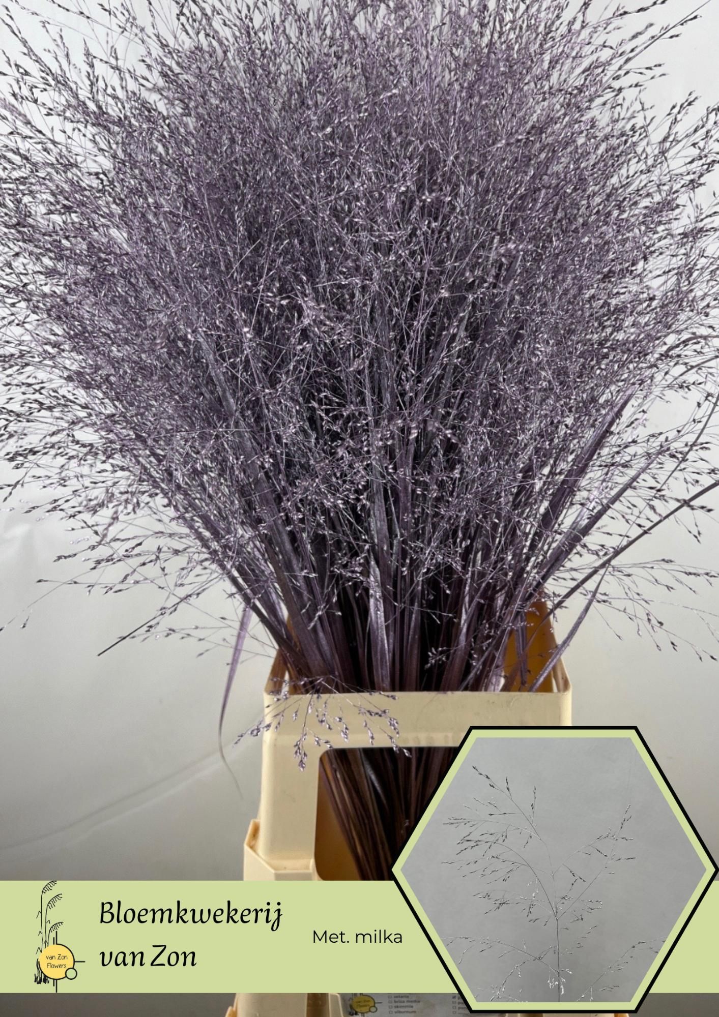 Сирграс Овериг Крашеный (краш. ) 95, шт.