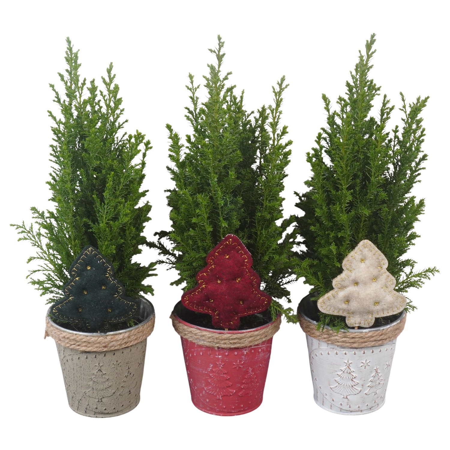 PTK26763 Ellwoodii in zink mix met decoratie, D 10