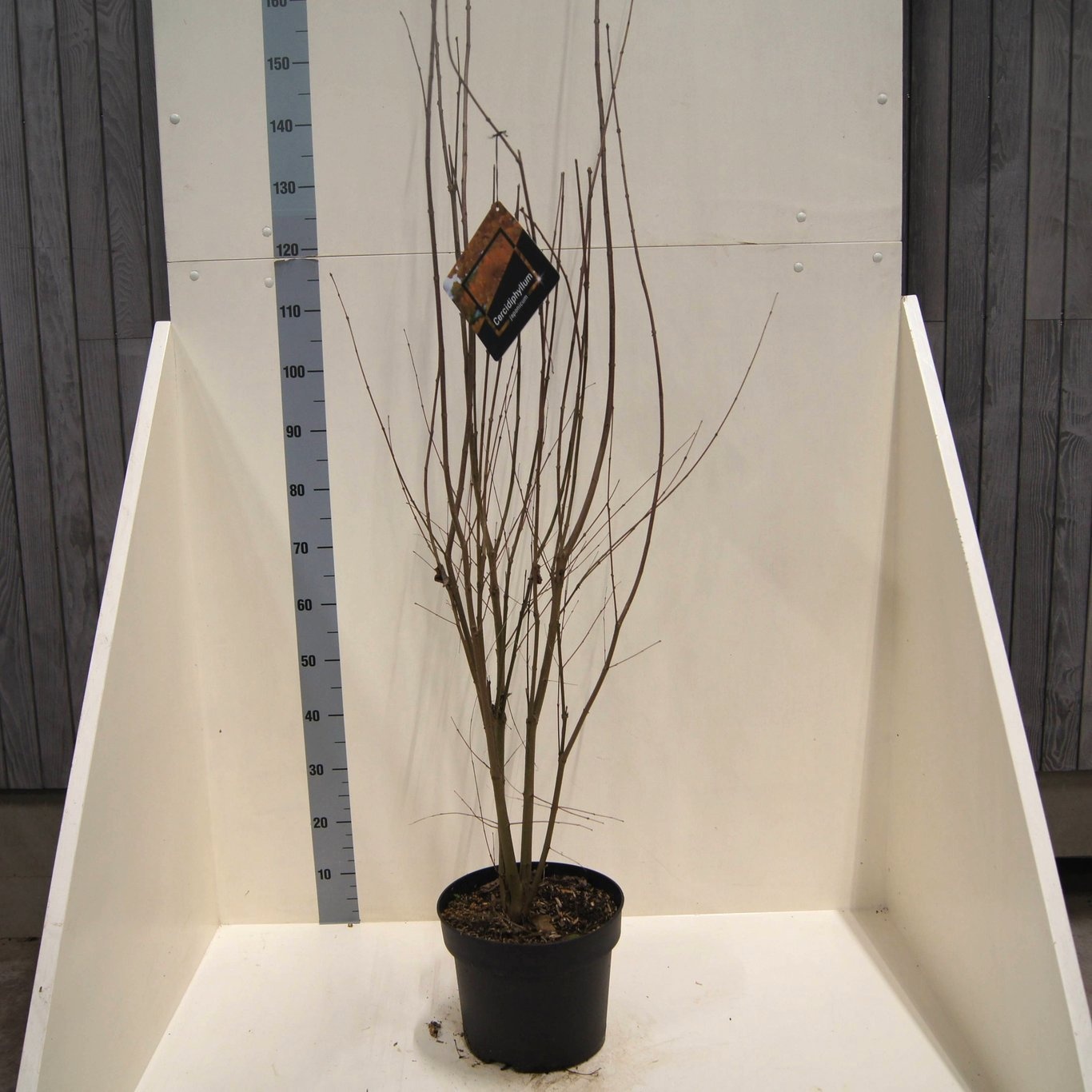 Cercidiphyllum japonicum, D 28