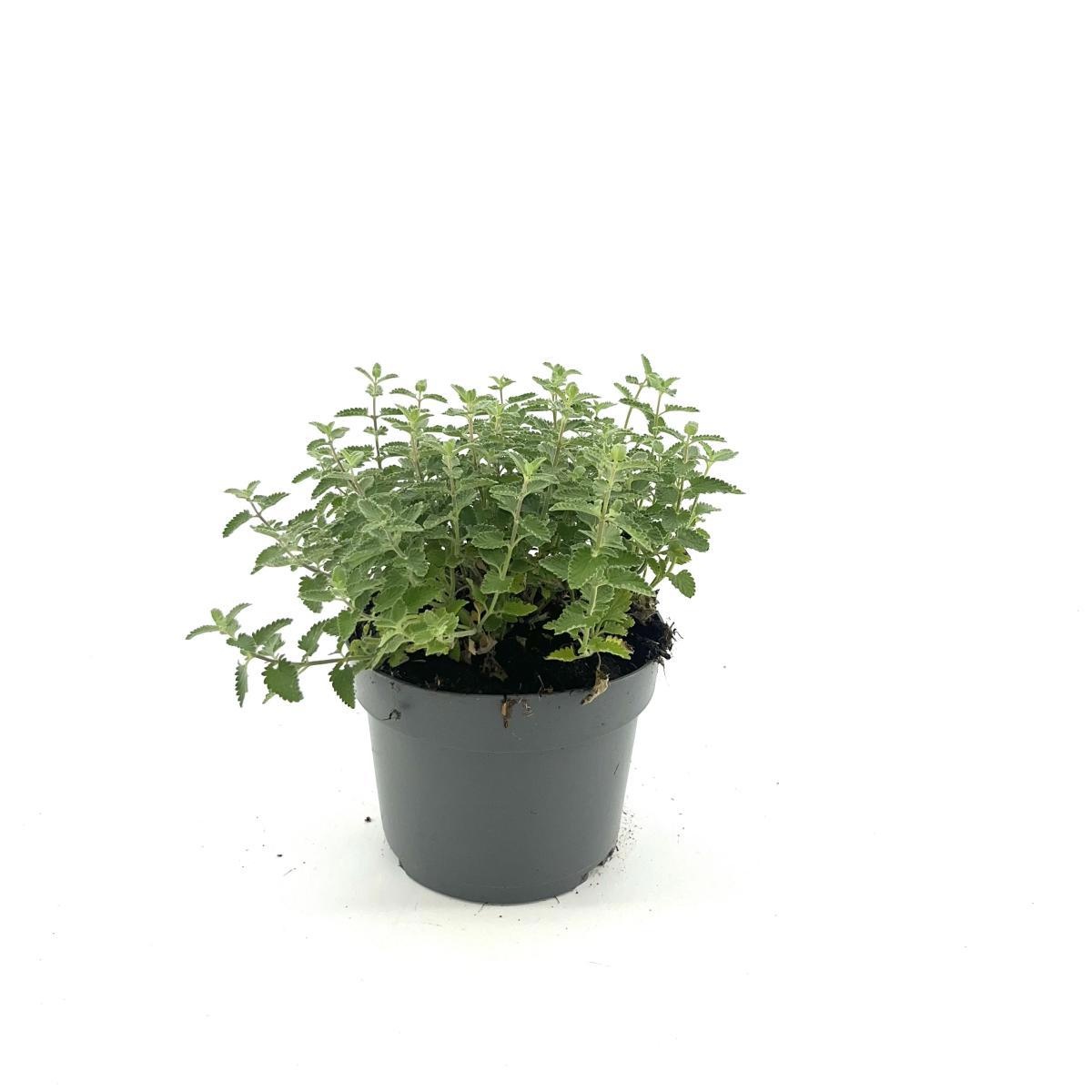 Nepeta Junior Walker, D 17