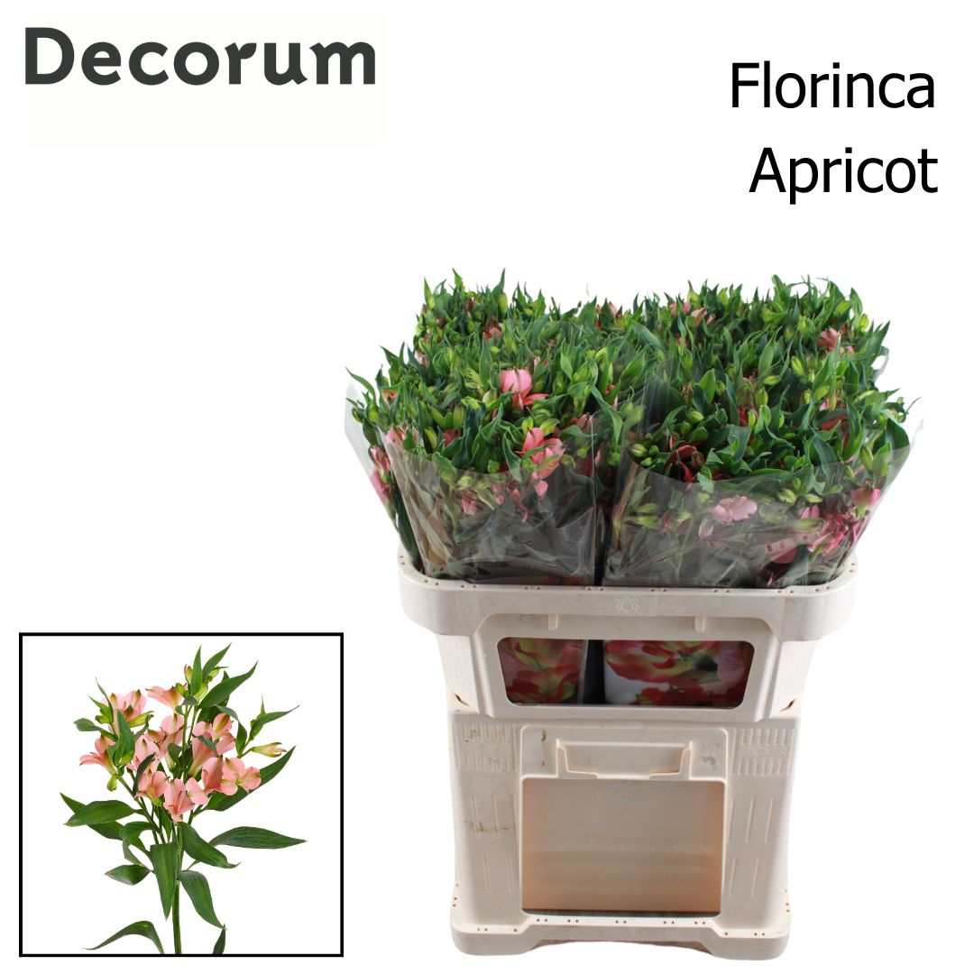 Альстромерия Шармелия Априкот (роз.), шт.