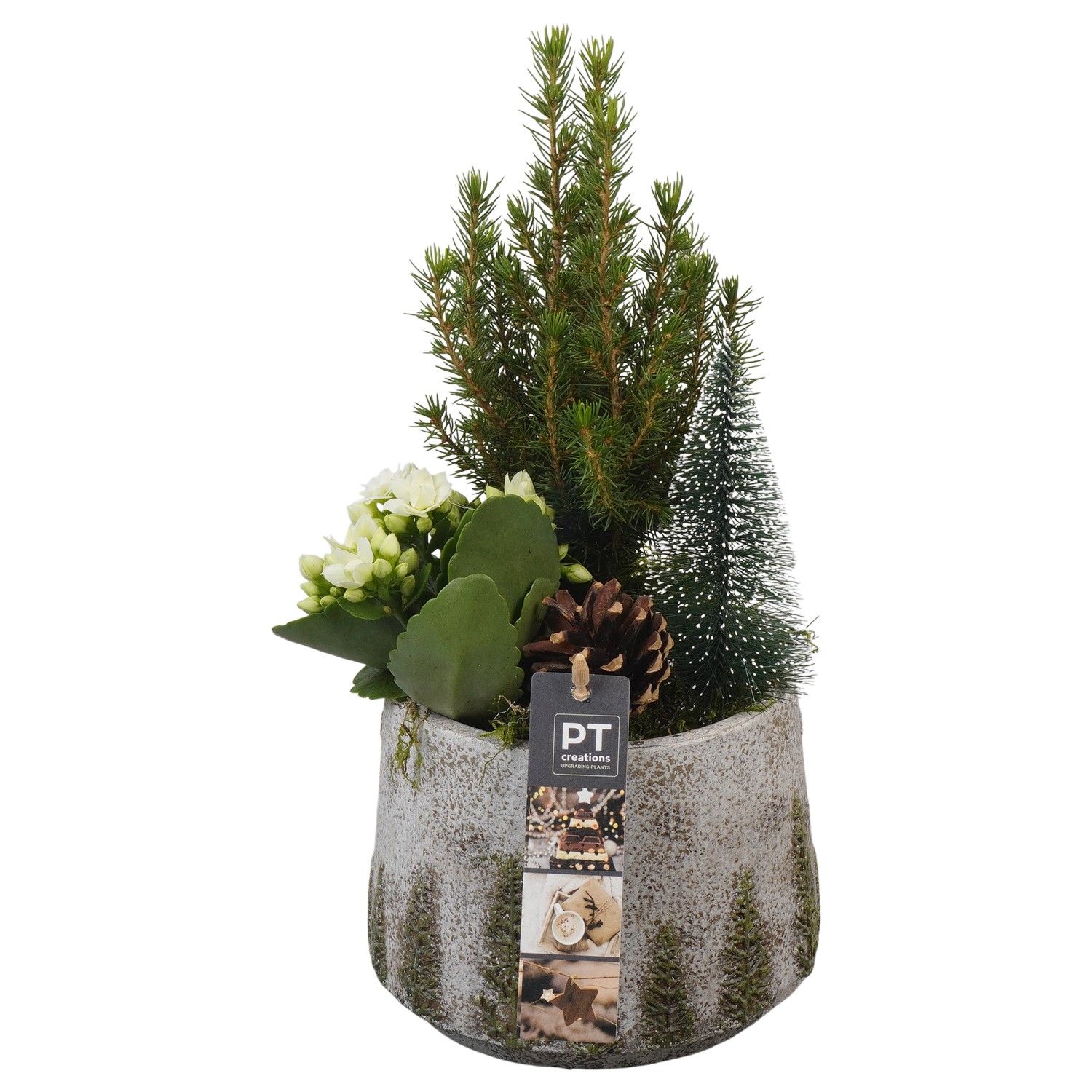 PTCHW4315 Arrangement Christmas White in beton pot, D 15 cm
