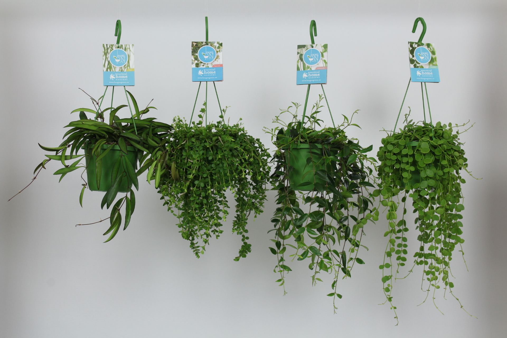 HangonGreen Hangplanten Gemengd 14 cm, D 14