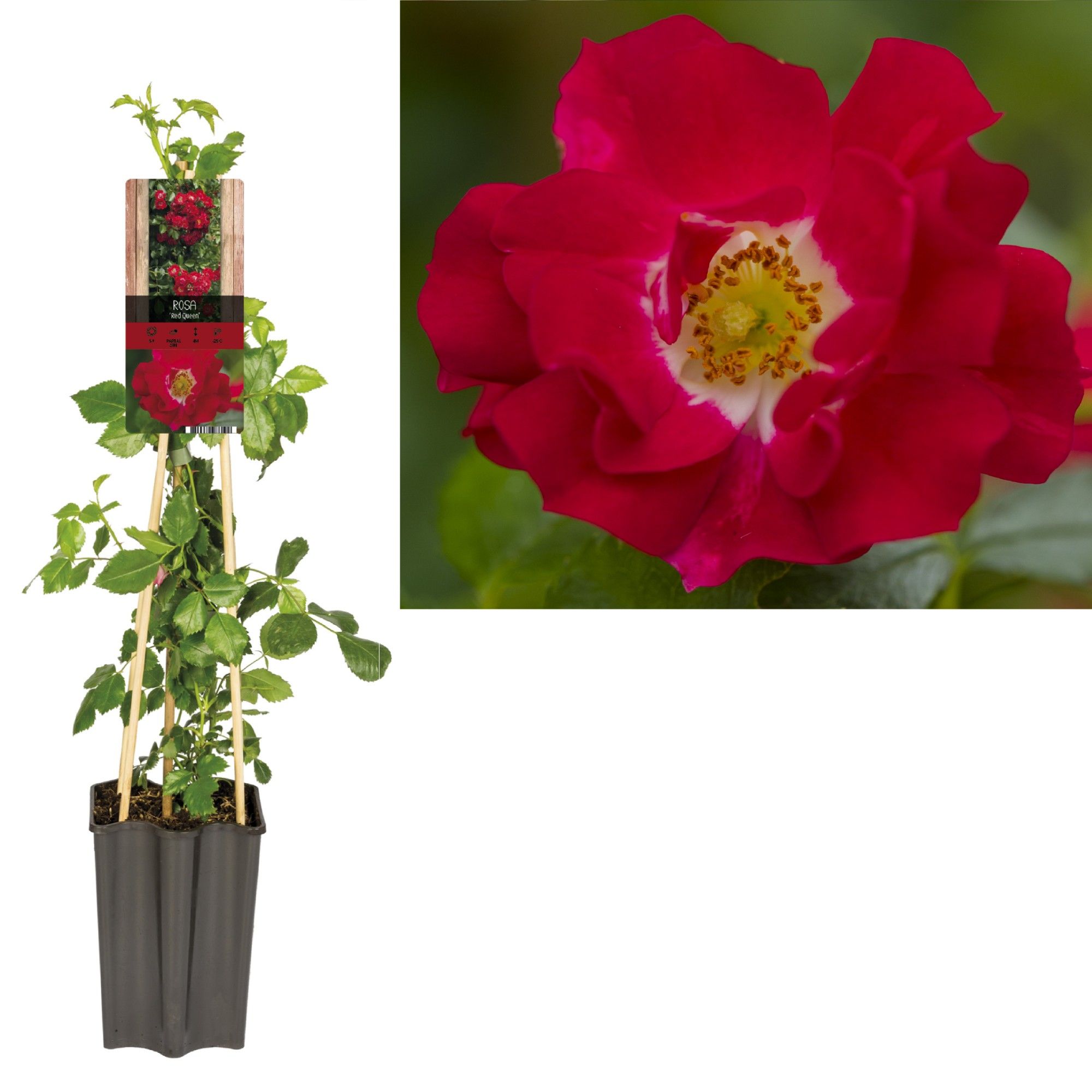 Rosa 'Paul's Scarlet Climber' +3.0 label, D 15 cm