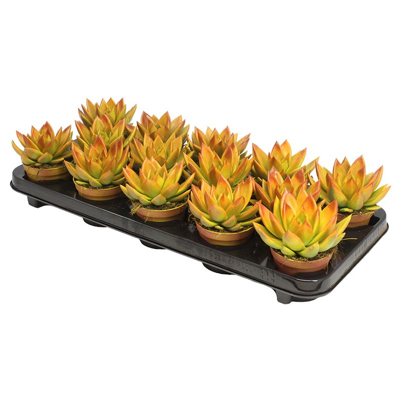 Miranda bicoloured yellow/orange, D 8,5