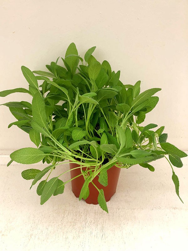 SALVIA OFFICINALIS/SALVIE, D 11 cm