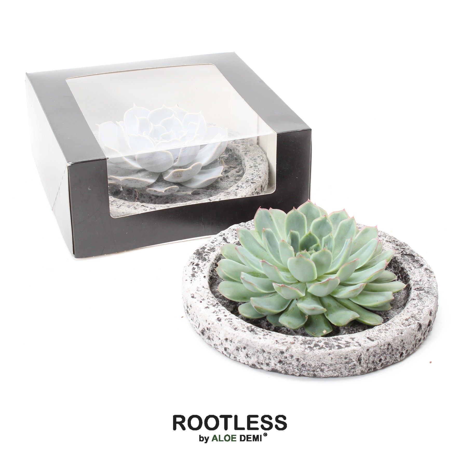 ROOTLESS Echeveria, Koala bowl - black box, D 21