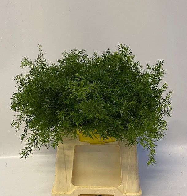 Аспарагус Квебе 40, шт.