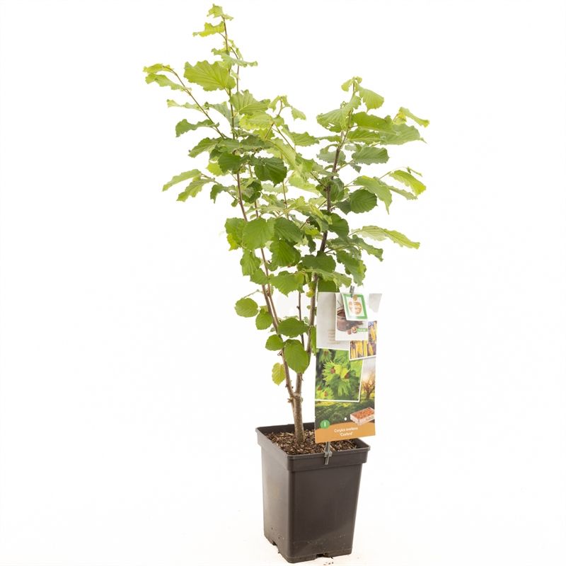 Corylus avellana Cosford Hazelnoot, D 18