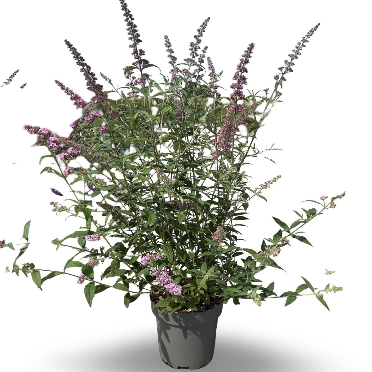 Buddleja d. 'Pink Delight', D 32