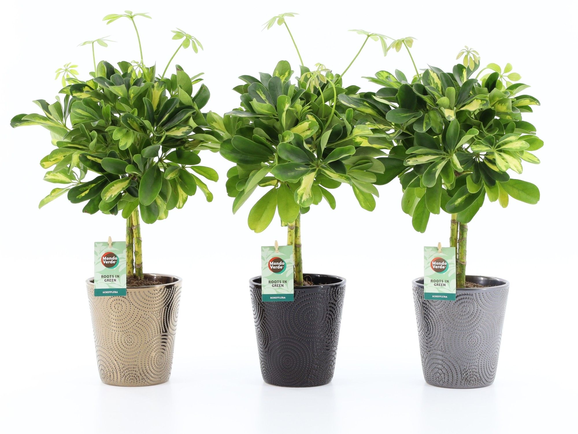 Schefflera Gold Capella in Infinity keramiek, D 13