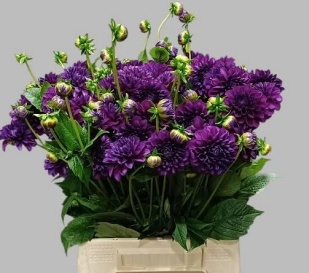 Георгина Овериг 45, шт.