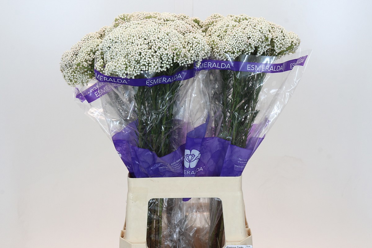 Озотамус Кукс Сноу Вайт 70 (бел.), шт.