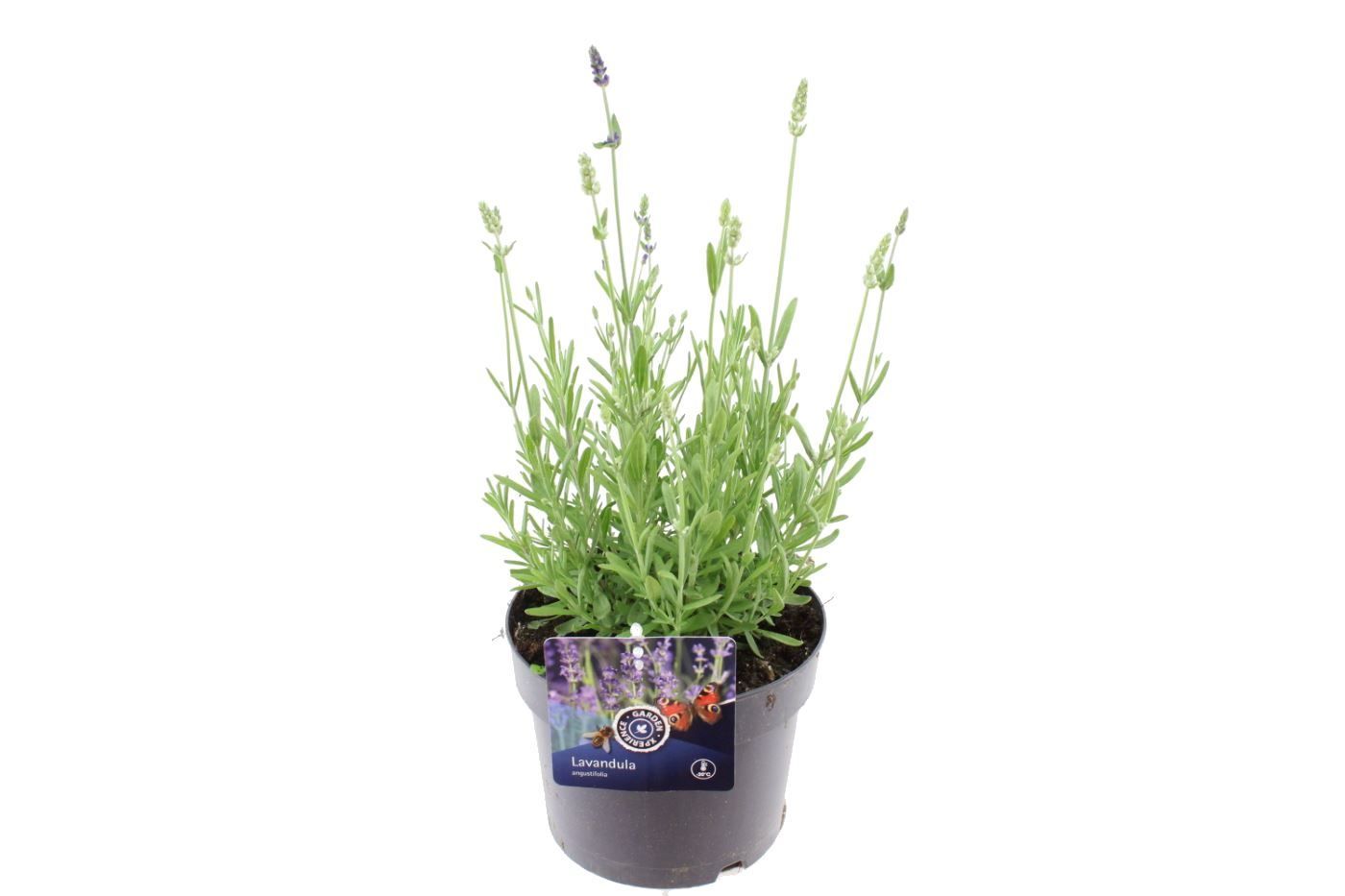 Lavandula ang. Ardeche blue, D 17