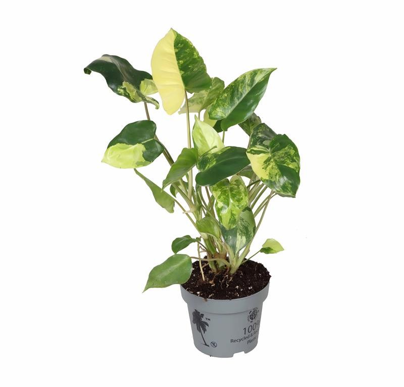 PHILODENDRON-HYBRID 'BUR. MARX VARIE', D 12