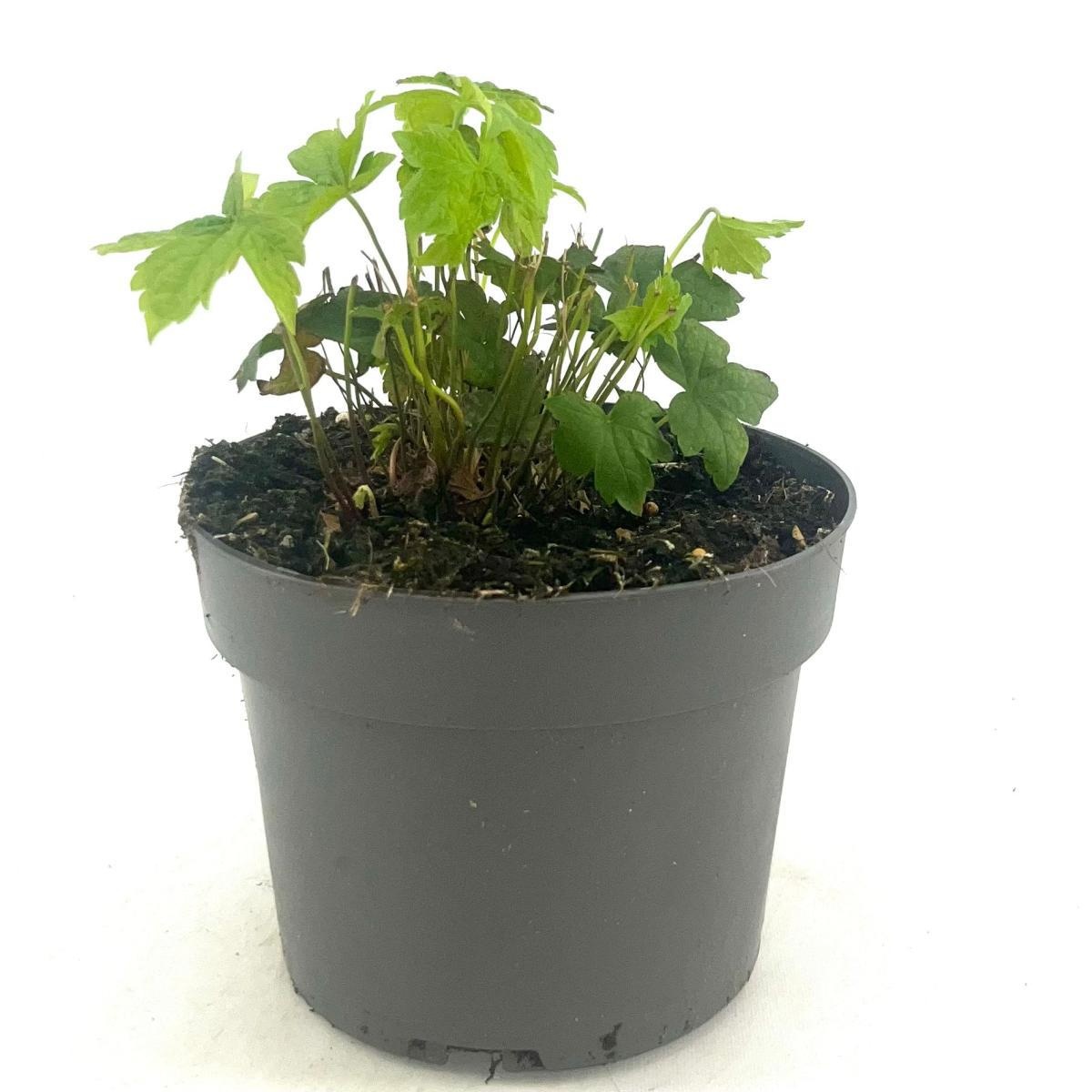 Geranium nodosum, D 17 cm