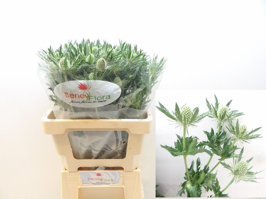 Эрингиум Мэджикал Вайт Лагун 60, шт.