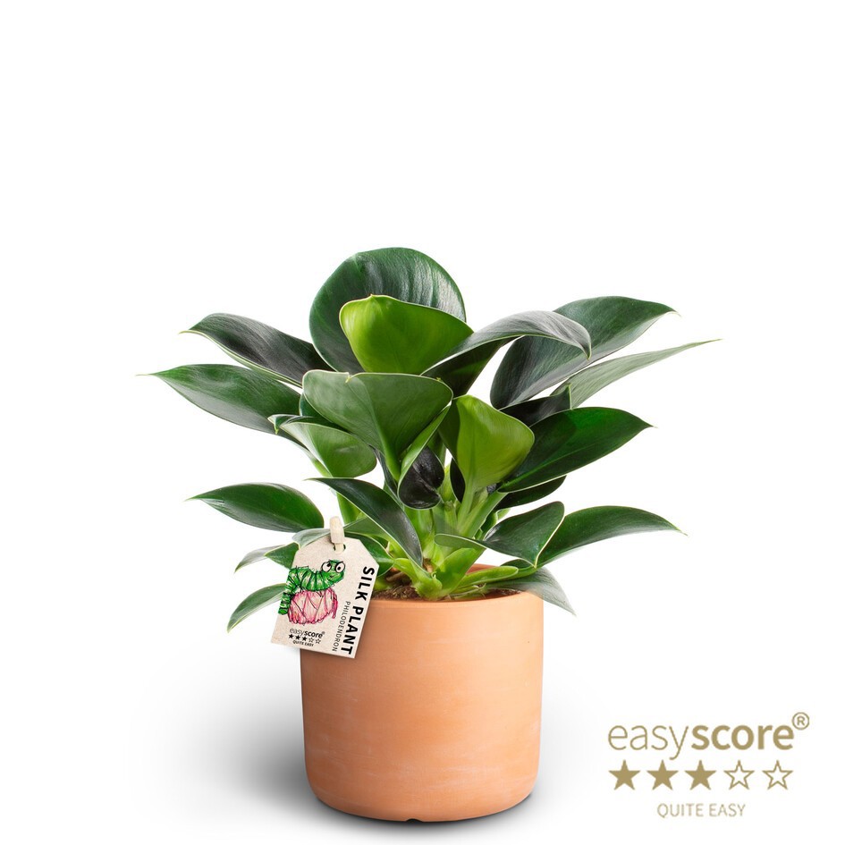 Raw Terracotta, Philodendron ´Green Princess´, D 10