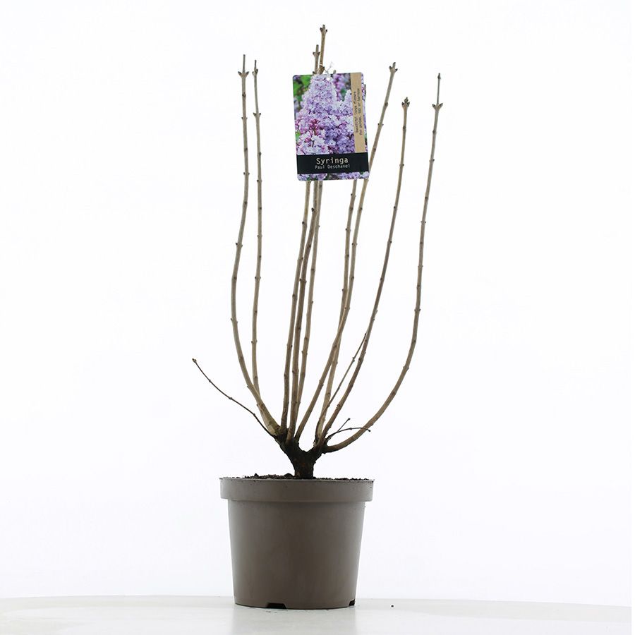 Syringa vulgaris 'Paul Descanel' C7.5 (26cm.), D 26