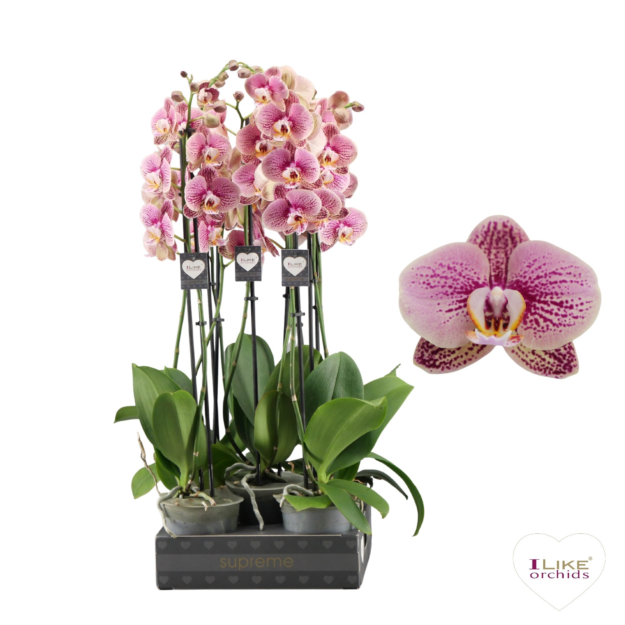 Phalaenopsis Berger - 2 tak 70cm (Less Plastic), D 12