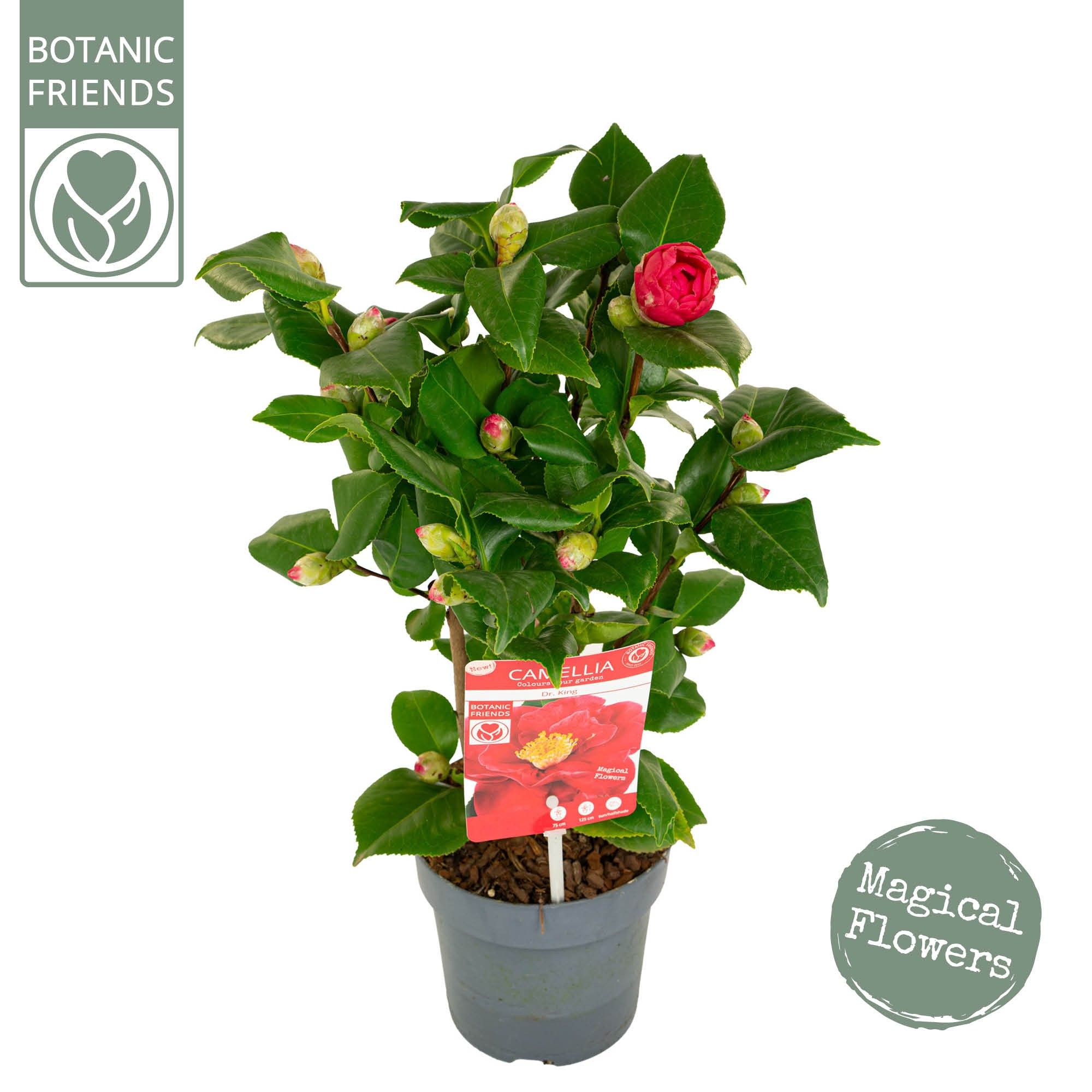 Camellia jap. 'Dr King', D 15