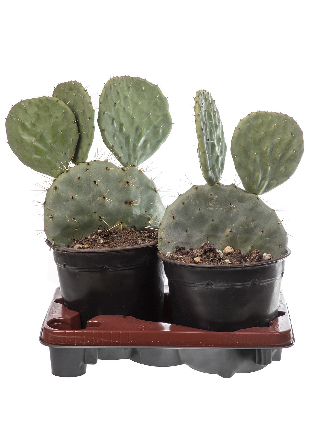 OPUNTIA ROBUSTA IN POT PRODUCTION Ø 19 ON 2-PIECE PLASTIC TRAY., D 19 cm