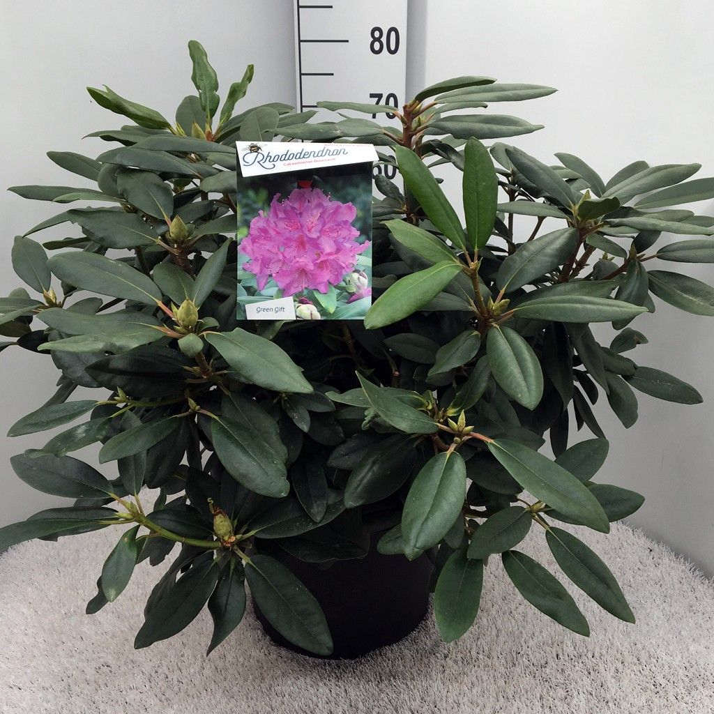 Rhododendron catawbiense 'Boursault' purple, D 37 cm